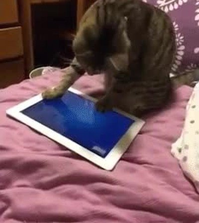 gato,tablet,app,fail