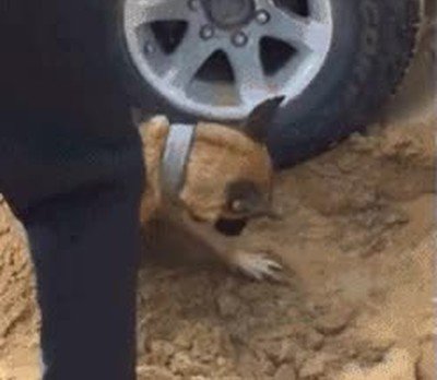 Enlace a Cuando te has olvidado la pala pero cuentas con la ayuda de tu perro