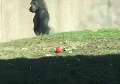 gorilas,caminar,humana