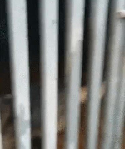 Enlace a Perro ayudando a sus compañeros a escaparse