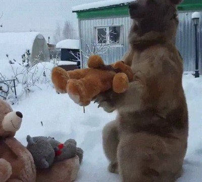 oso,peluche,pagar,plazos