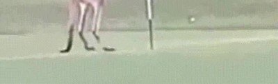 canguro,ganas,pelea,campo,golf