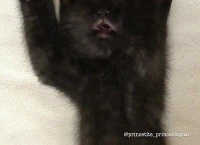 cerrar,ojos,aprobar,gato