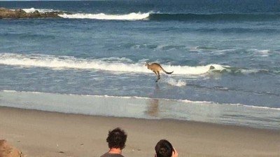 canguro,entrenar,paseo,playa