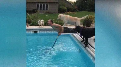 rapido,sacar,pelota,perros,piscina