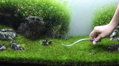 jardineria,jardines,acuaticos