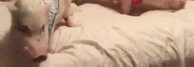Enlace a A eso no se refería mi madre cuando nos decía que no hiciéramos el cerdo en la cama