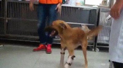 felicidad,perro,patas