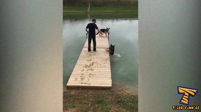 perro,resbalar,agua,clase,gimnasia