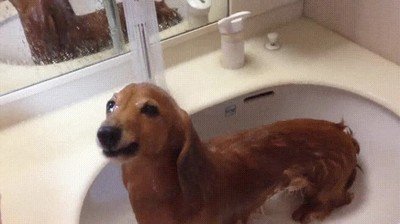 raro,perro,adorar,hora,ba&ntilde;o