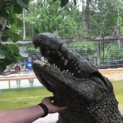 bestias,salvajes,mimos