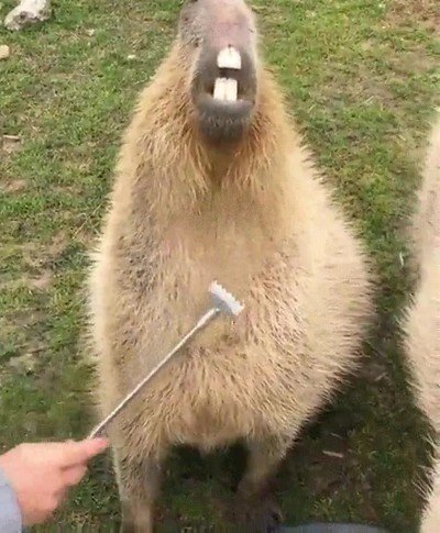 cara,acariciar,punto,capybara