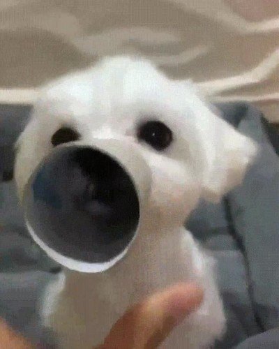 Enlace a Mírame, ahora soy un elefante