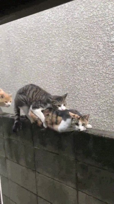 intentar,puntual,gato,trabajo