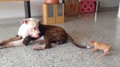 perro,ganas,troll,grande