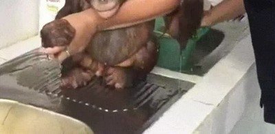 cara,resignaci&oacute;n,ducha,orangutan