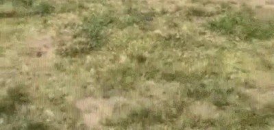 perro,dron,esperar,final