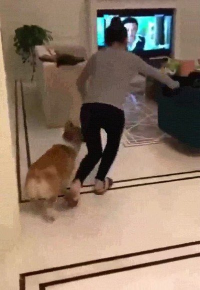 perro,querer,demasiado