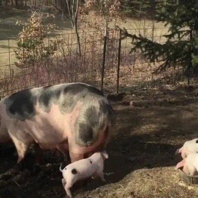 Enlace a Los pequeños a veces pueden ser muy molestos