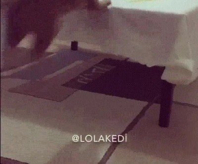 ense&ntilde;ar,gato,saltar,mesa