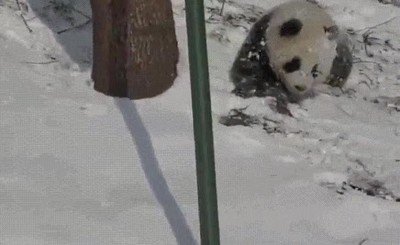 mama,panda,enseñar,croqueta