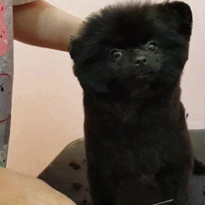 cara,poner,perro,peluquero