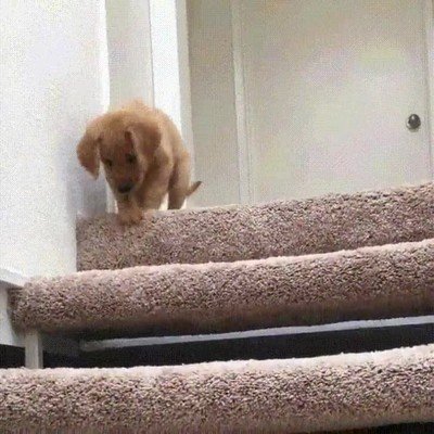 perro,aprender,bajar,escaleras