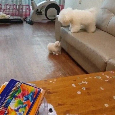 chaval,ense&ntilde;ar,perro,subir,sofa