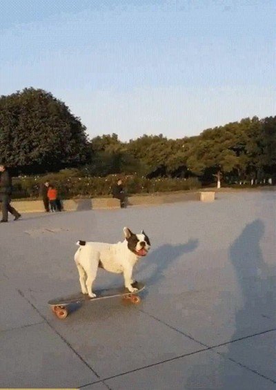 Enlace a Perros que fueron skaters en otras vidas 