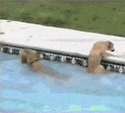 perro,capaz,cosas,increibles