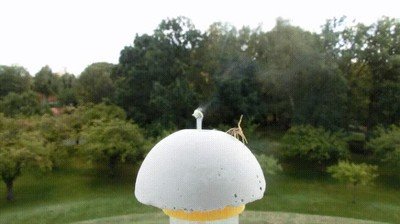 Enlace a Una araña utilizando sus patitas para medir la fuerza del viento