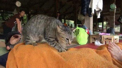 gato,profesional,masaje,humanos