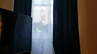 escena,gatos,sacada,anuncio,colonia