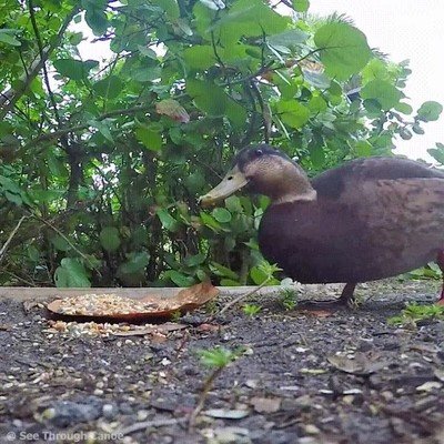 Enlace a Un conejo y un pato compartiendo desayuno como dos buenos amigos