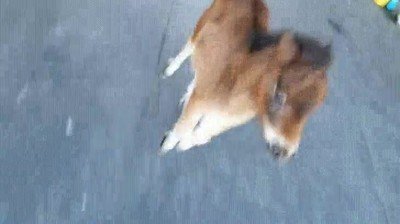 imposible amor,bebe,caballo