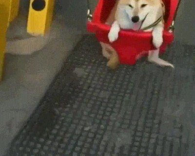 cara,perro,demostrar,bien