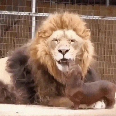 le&oacute;n,perro,demostrar,amigos