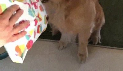 perro,disfrutar,abrir,regalo,cumpleaños