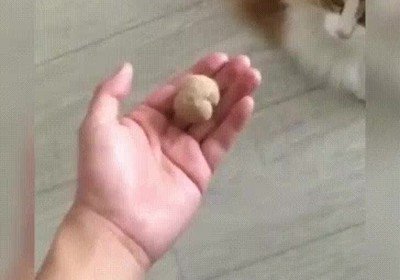 gato,vacilada,mano,ahora vas tu