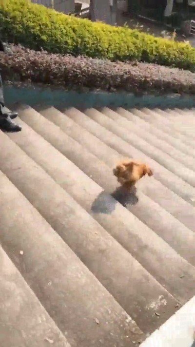 perro,bajar,escaleras,malabares