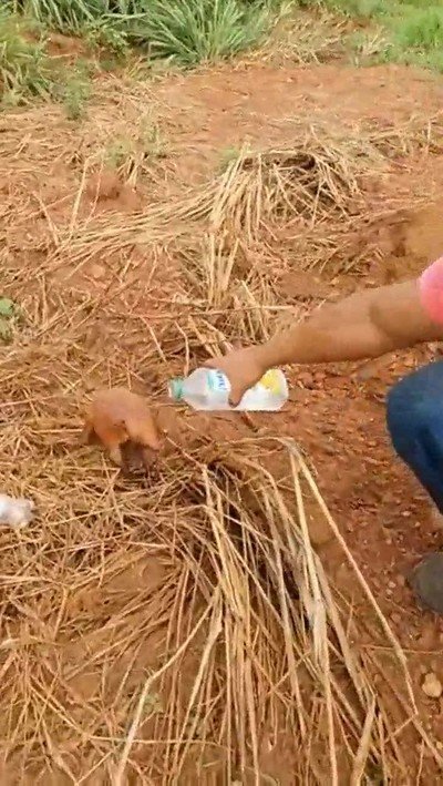 Enlace a Dando agua a un pobre armadillo sediento