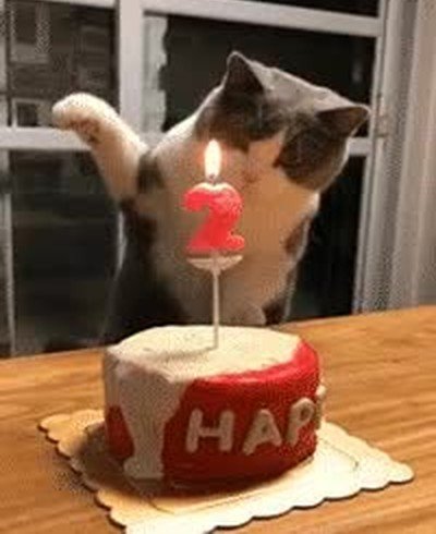 gato,aprender,soplar,velas,cumpleaños