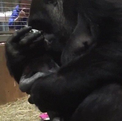Enlace a Atentos al cuidado con el que trata esta mamá gorila a su recién nacido