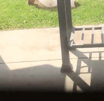 Ardillas que te hacen un favor y se llevan la bolsa de la basura ardilla,favor,bolsa,basura