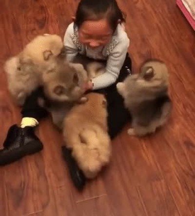 Enlace a Niña atacada por 5 perros de forma adorable