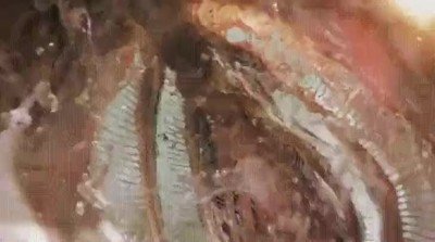 cuidado,pescar,sorpresa