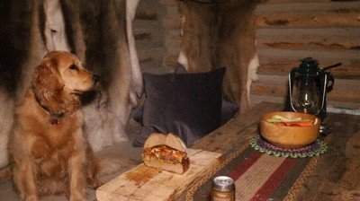 perro,pasar,test,confianza