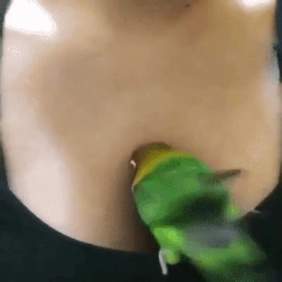 Enlace a Este loro ha encontrado el lugar más cómodo para hacer la siesta