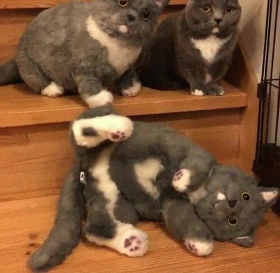 uno de ellos,tres,gatos,diferente