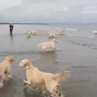 perros,pasar,bien,playa